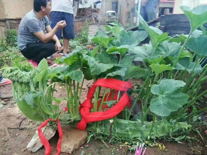 稀奇!祥云禾荞村现"瓜龙"!