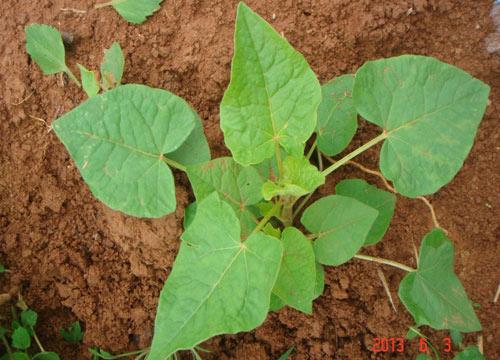 关于精喹禾灵在烟田除草效果的实验研究