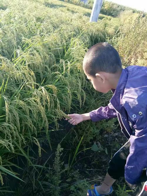 春种一粒粟,秋收万颗子